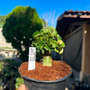 2107 02 Medusa