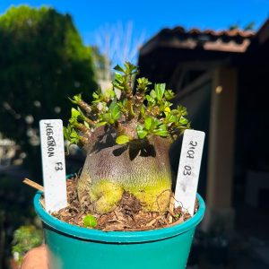 2107 03 Arabicum Red Megatron f3