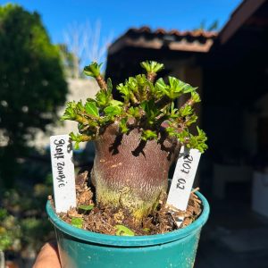 2107 02 Arabicum Black Zombie F3