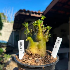 2107 01 Arabicum Hercules F3