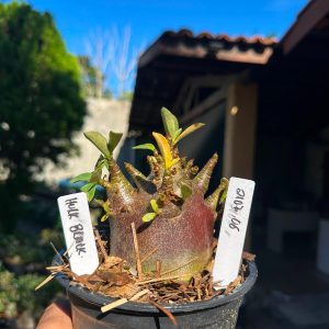 2107 06 Arabicum Hulk Black F3