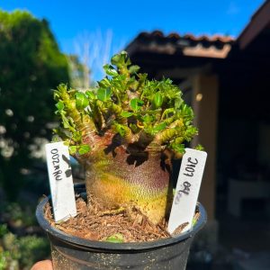 2107 04 Arabicum Oozaru F3