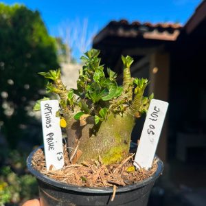2107 05 Arabicum Optimus Prime F3