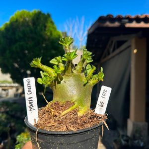 2107 09 Arabicum Emerald Crown F3