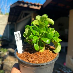 2107 05 Medusa