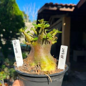 2107 08 Arabicum Thai soco F3