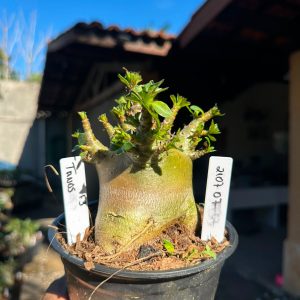 2107 07 Arabicum Thanos F3