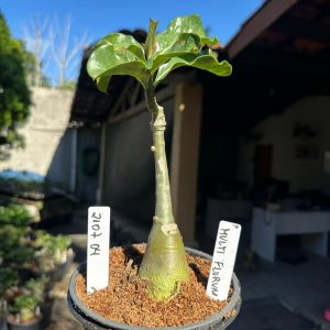 2107 04 Rosa do Deserto Adenium multiflorum