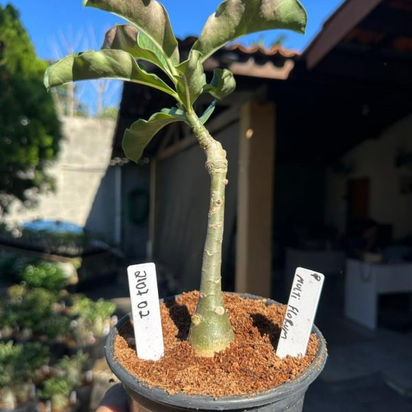 Rosa do Deserto Adenium multiflorum