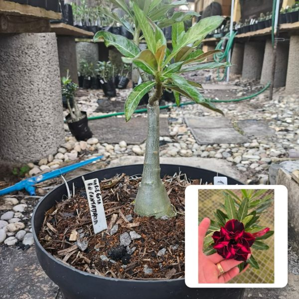 Big Caudex Variegata encantada