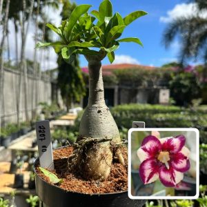 2207 10 Rosa do Deserto magenta star