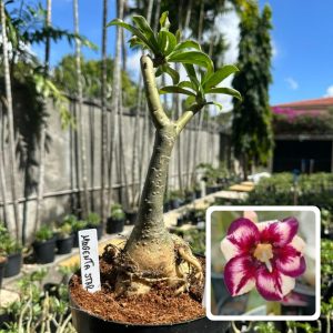 2207 14 Rosa do Deserto Magenta star
