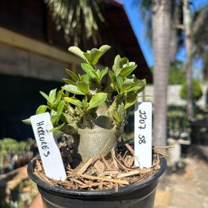 2207 58 Arabicum Hércules F3
