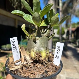 2207 59 Arabicum Ducatti F3