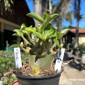 2207 06 Arabicum T-Rex F3