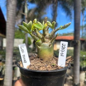 2207 01 Arabicum Godj champ F3