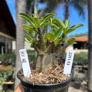 2207 03 Arabicum Mk Mk F3
