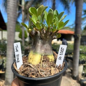2207 05 Arabicum Tank Black F3