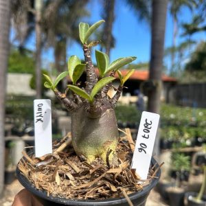 2207 06 Arabicum Onyx F3