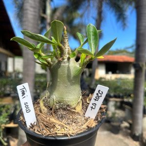2207 07 Arabicum Thai soco F3