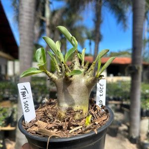 2207 08 Arabicum Thai soco F3