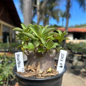 2207 09 Arabicum Megatron F3