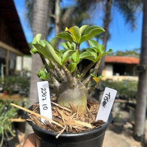 2207 10 Arabicum Tyson F3