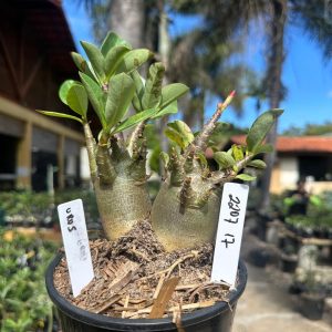2207 17 Arabicum Urus F3