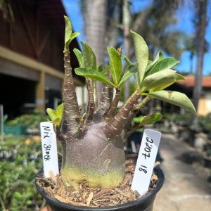 2207 18 Arabicum Mix Black F3