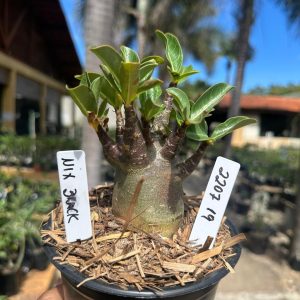 2207 19 Arabicum Eiffel Black F3
