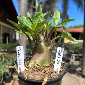 2207 20 Arabicum Tanos F3