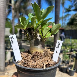 2207 21 Arabicum Tanos F3