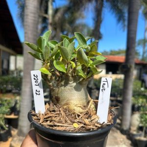 2207 22 Arabicum Tank F3