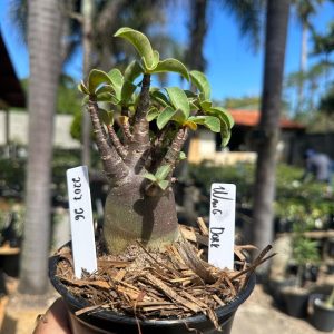 2207 26 Arabicum Wang Dark F3