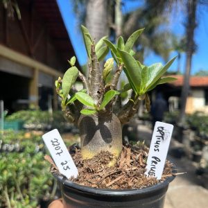 2207 25 Arabicum Optimus Prime F3