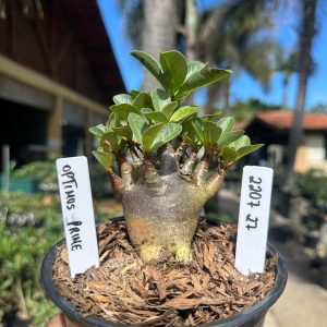2207 27 Arabicum Optimus Prime F3