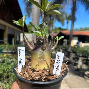 2207 28 Arabicum Wang Dark F3