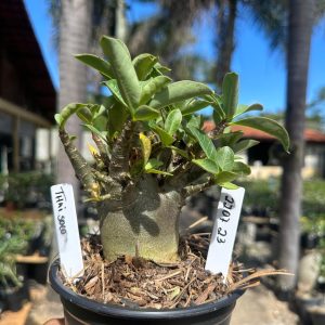 2207 23 Arabicum Thai soco F3