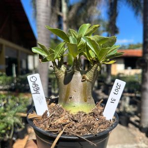 2207 31 Arabicum Dobby F3