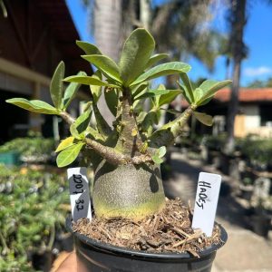 2207 32 Arabicum Hades F3