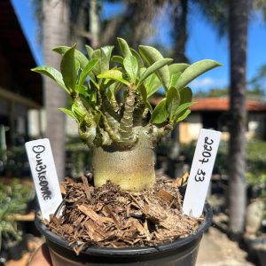 2207 33 Arabicum Dumbledore F3