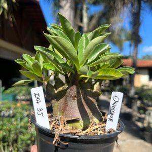 2207 35 Arabicum Dwossaur F3