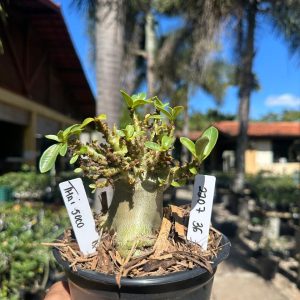 2207 36 Arabicum Thai soco F3