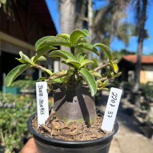 2207 37 Arabicum Black Zombie F3