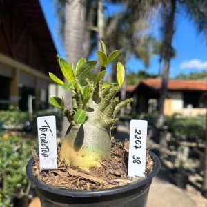 2207 38 Arabicum Triceratops F3