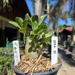 2207 39 Arabicum T-Rex F3