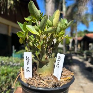 2207 40 Arabicum Asgard F3