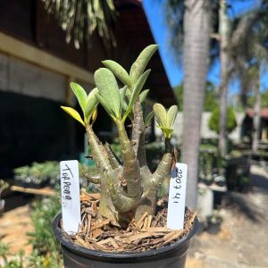 2207 04 Arabicum Torpedo 41 F3