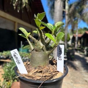 2207 00 Arabicum Torpedo 42 F3