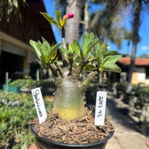 2207 43 Arabicum Braquiossauro F3